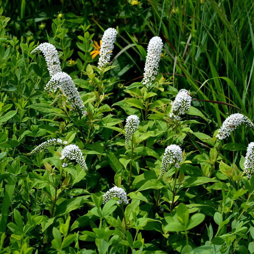 Lysimachia clethroides - Schnee-Felberich (Plant habit)