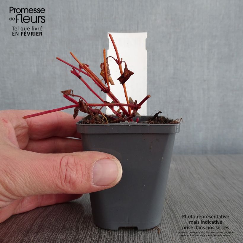 Exemplar von Lysimachia congestiflora - Gedrängtblütiger Gilbweiderich Kleine Töpfe von 8/9 cm wie im Winter geliefert