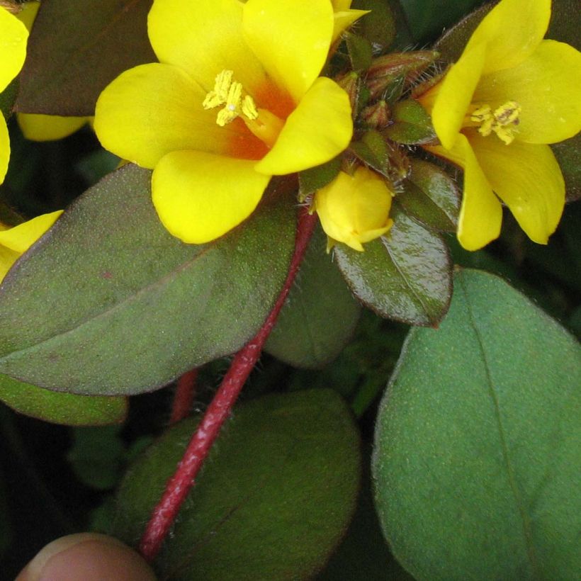 Lysimachia congestiflora - Gedrängtblütiger Gilbweiderich (Foliage)
