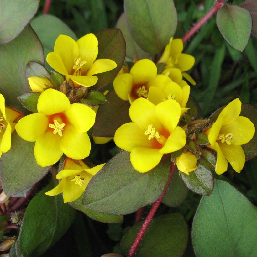 Lysimachia congestiflora - Gedrängtblütiger Gilbweiderich (Flowering)