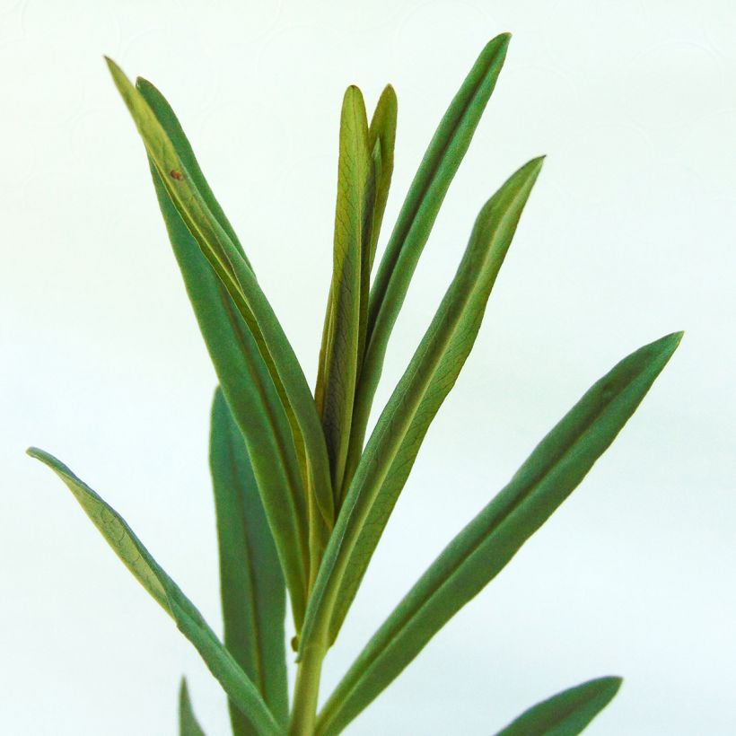 Lysimachia ephemerum - Iberischer Felberich (Foliage)