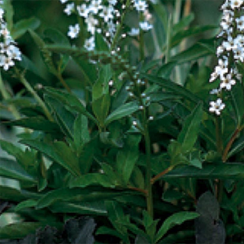 Lysimachia fortunei - Fortunes Felberich (Foliage)