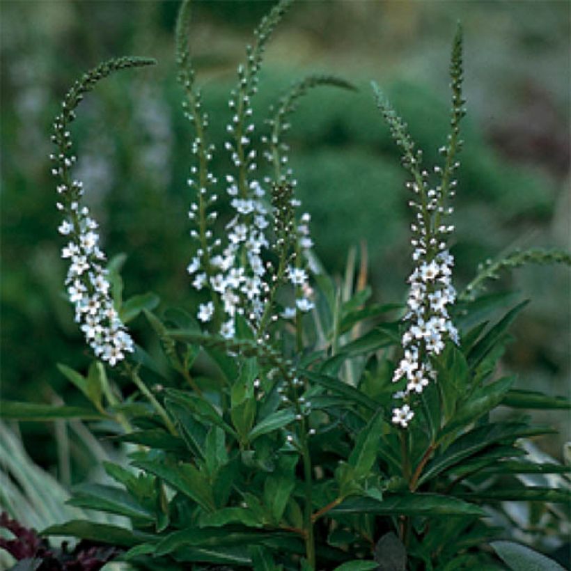 Lysimachia fortunei - Fortunes Felberich (Flowering)
