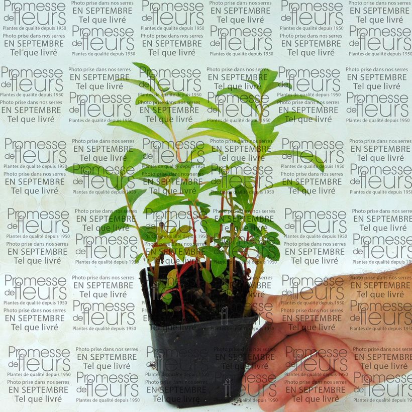 Example of Lysimachia fortunei - Fortunes Felberich Kleine Töpfe von 8/9 cm as you get