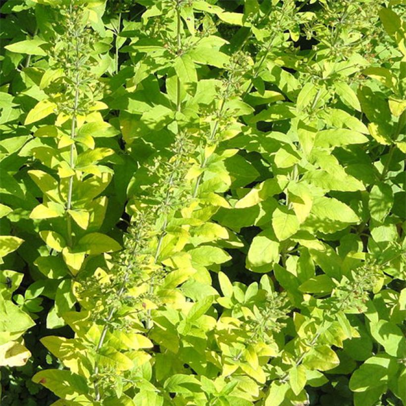 Lysimachia lichiangensis (Foliage)