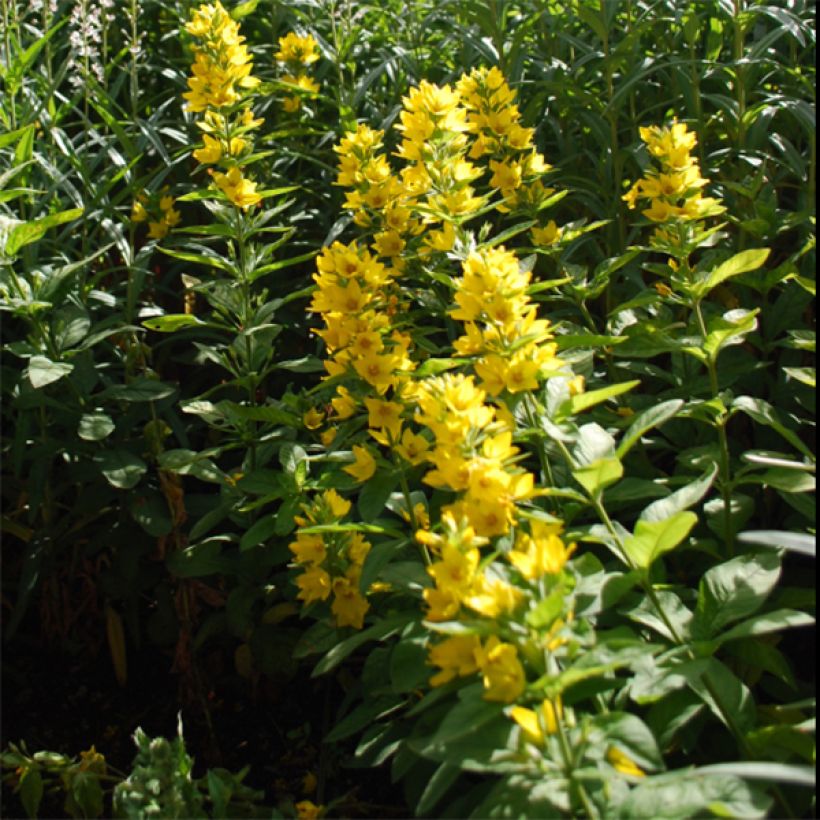 Lysimachia lichiangensis (Flowering)