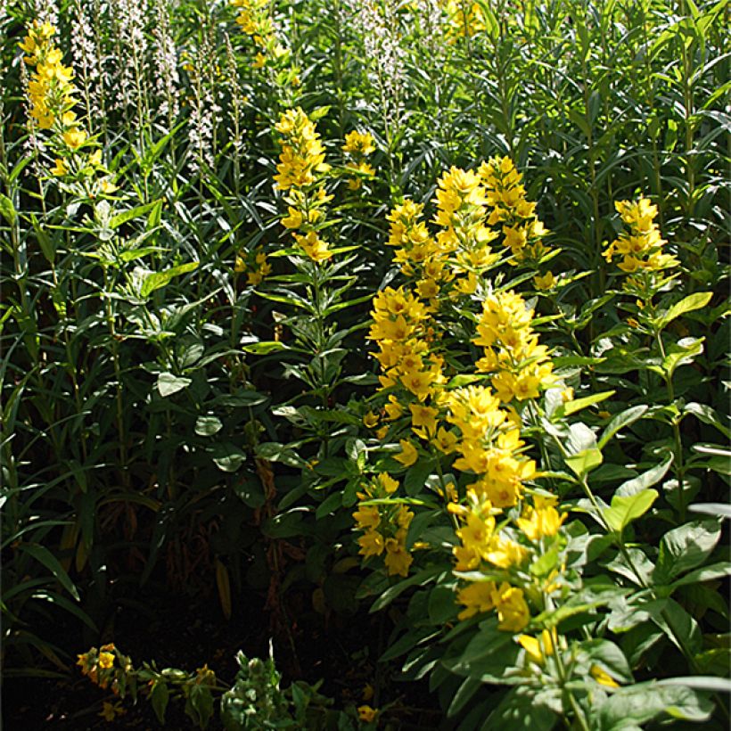 Lysimachia lichiangensis (Plant habit)