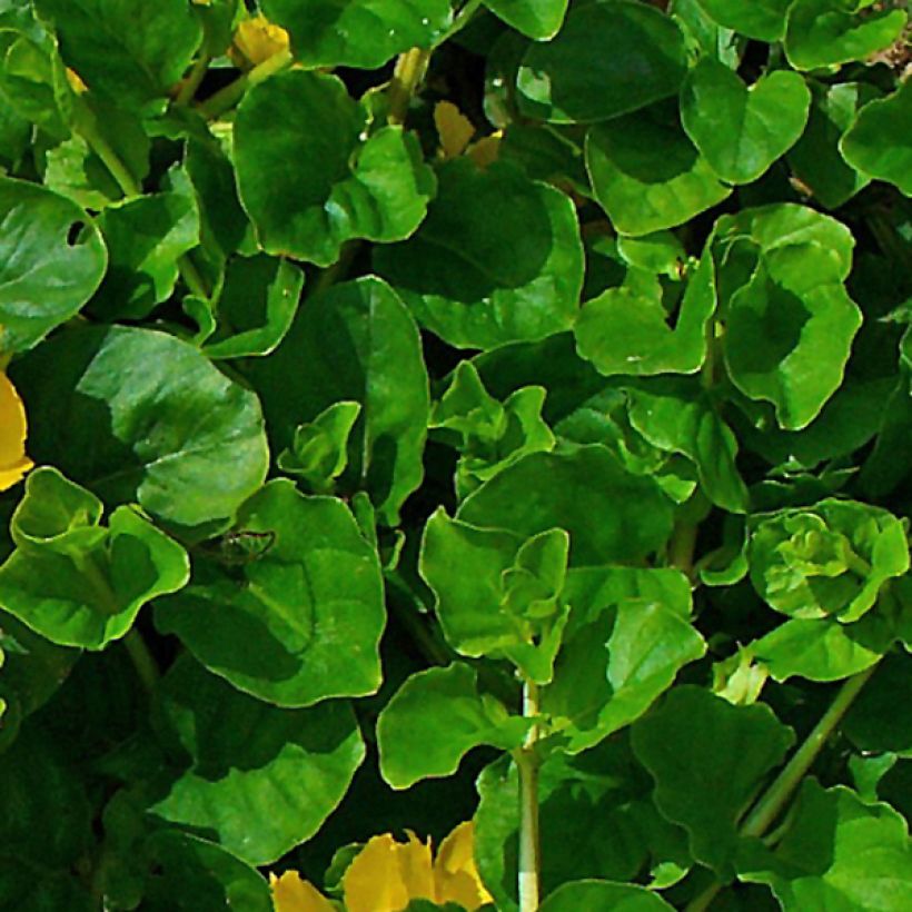 Lysimachia nummularia - Pfennigkraut (Foliage)