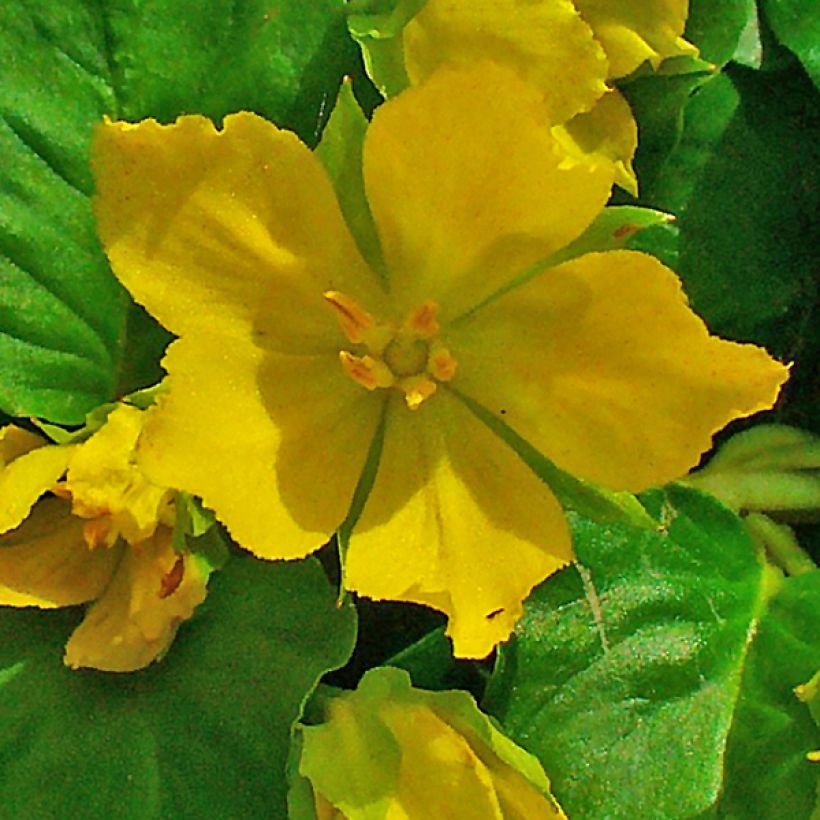 Lysimachia nummularia - Pfennigkraut (Flowering)