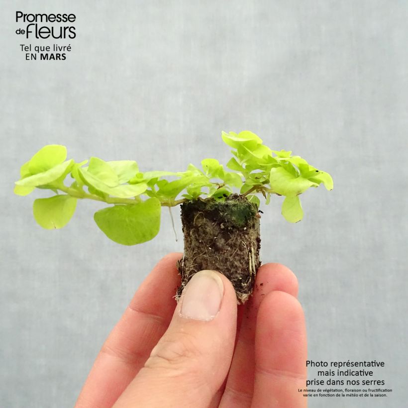 Example of Lysimachia nummularia Goldilocks - Pfennigkraut Mini-Plug Ø 3/4 cm as you get in printemps