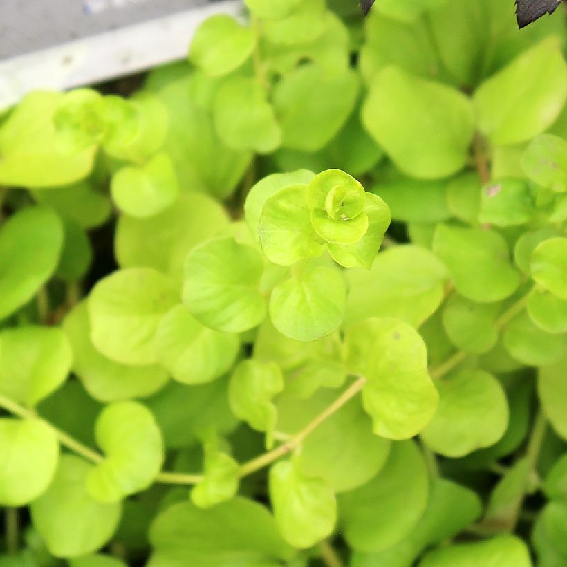 Lysimachia nummularia Goldilocks - Pfennigkraut (Foliage)