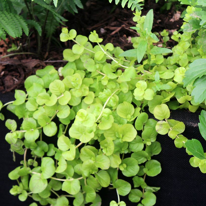 Lysimachia nummularia Goldilocks - Pfennigkraut (Plant habit)