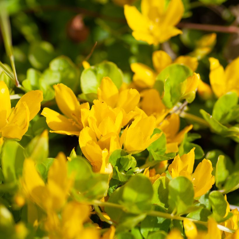 Lysimachia nummularia Goldilocks - Pfennigkraut (Flowering)