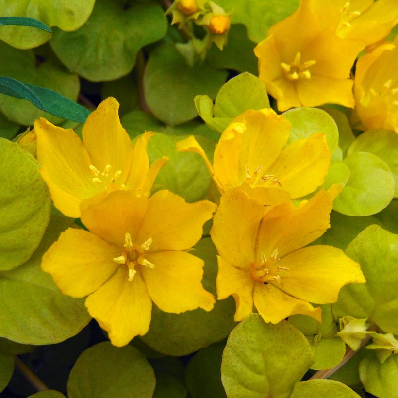Lysimachia nummularia Aurea - Pfennigkraut (Flowering)