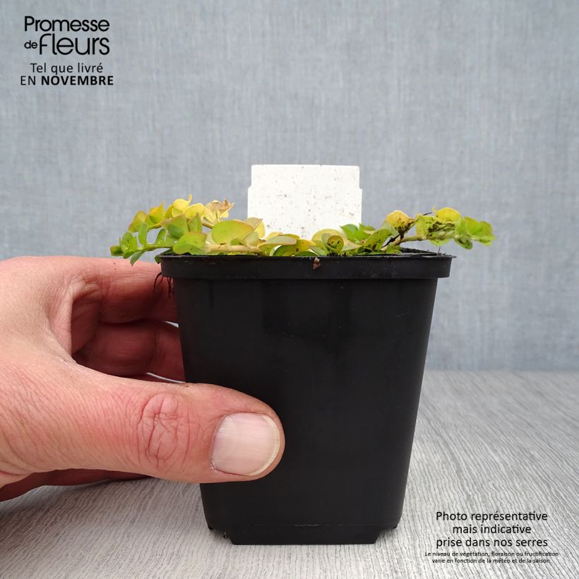 Example of Lysimachia nummularia Aurea - Pfennigkraut Kleine Töpfe von 8/9 cm as you get in automne