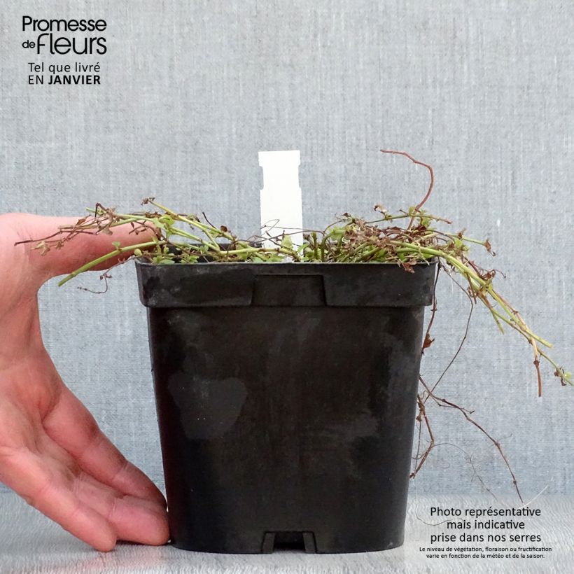 Exemplar von Lysimachia nummularia Aurea - Pfennigkraut Topf mit 2L/3L wie im Winter geliefert