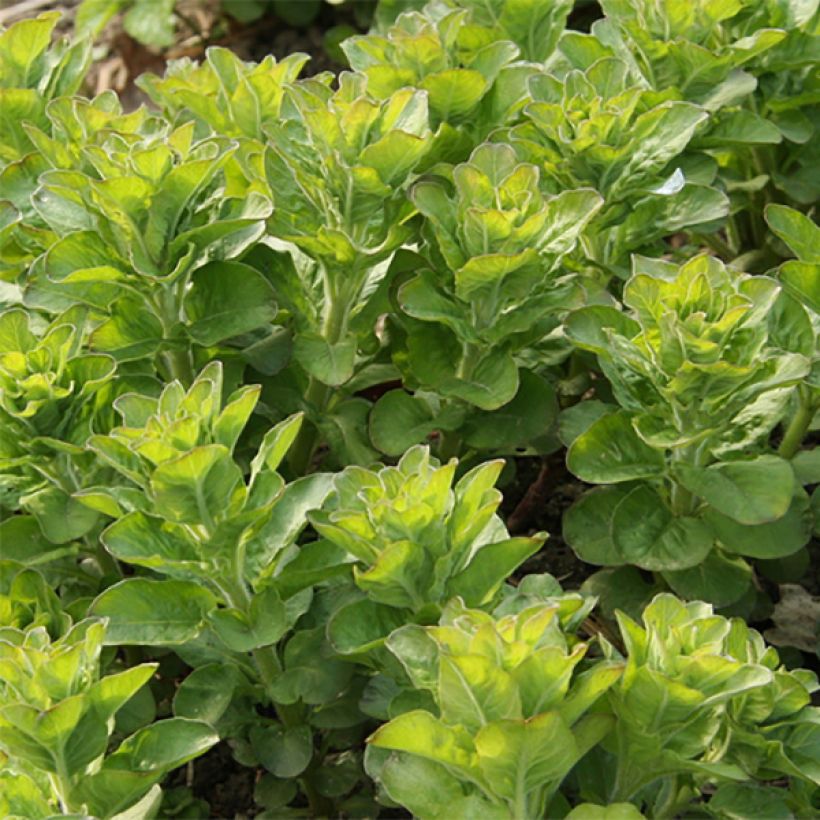 Lysimachia punctata - Gilbweiderich (Foliage)