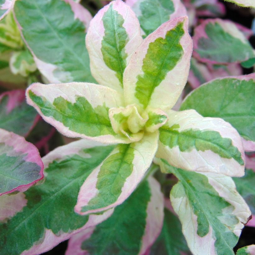 Lysimachia punctata Alexander - Gilbweiderich (Foliage)