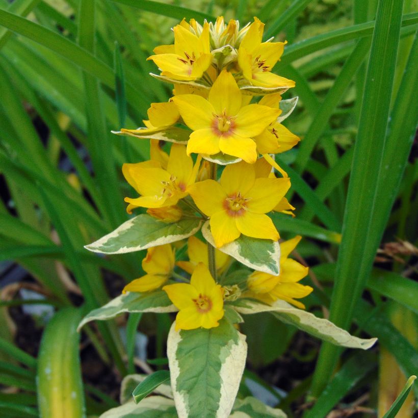 Lysimachia punctata Alexander - Gilbweiderich (Flowering)