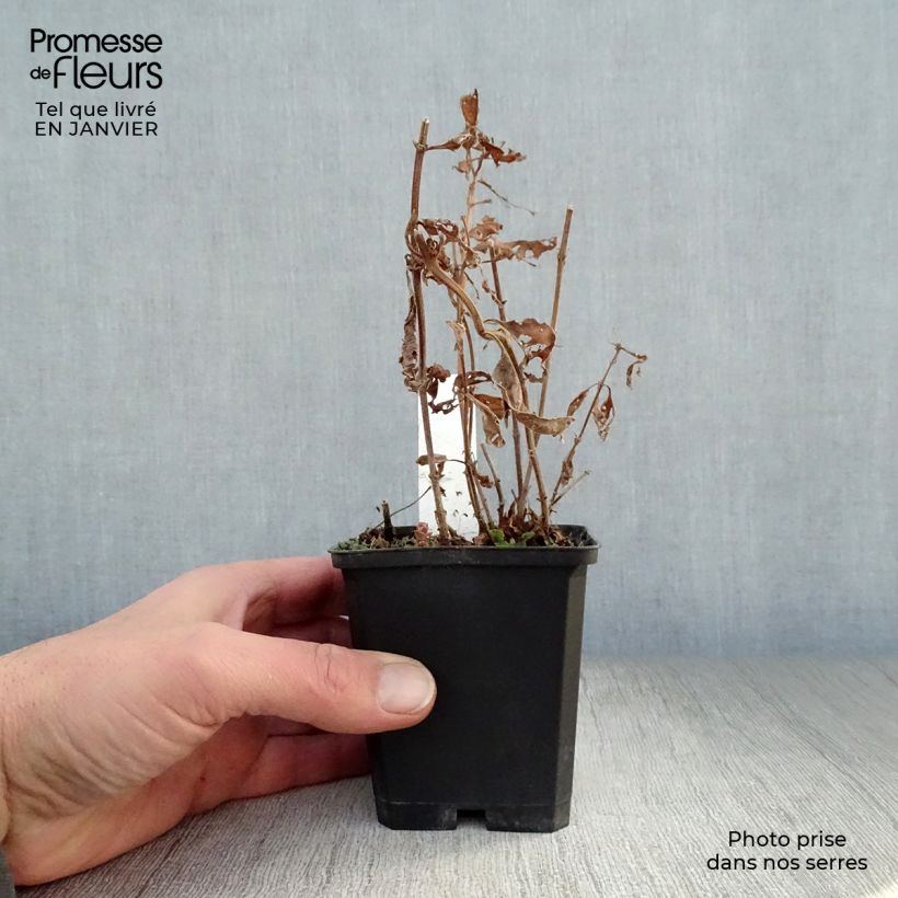 Exemplar von Lysimachia punctata Alexander - Gilbweiderich Kleine Töpfe von 8/9 cm wie im Winter geliefert