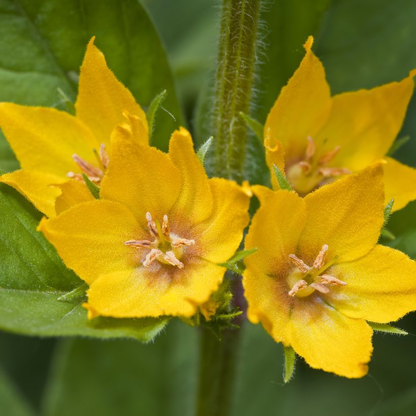 Lysimachia punctata - Gilbweiderich (Flowering)