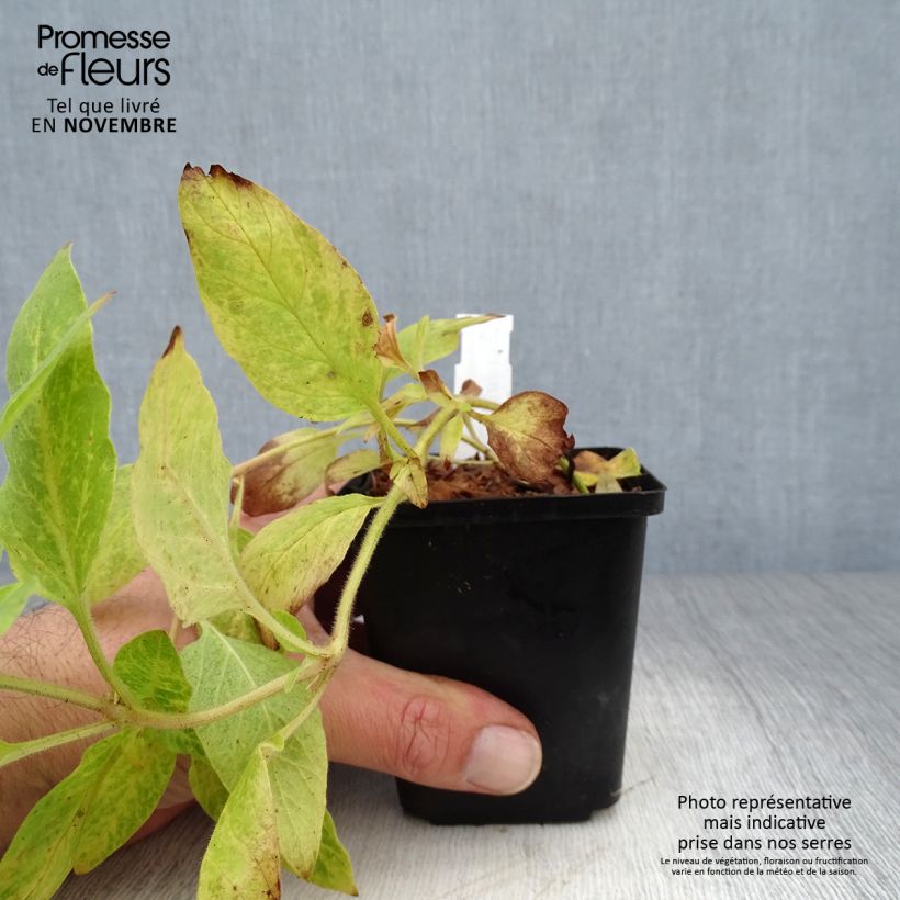 Example of Lysimachia punctata - Gilbweiderich Kleine Töpfe von 8/9 cm as you get in automne
