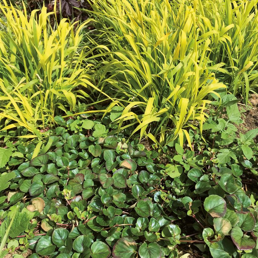 Lysimachia Sunburst (Hafen)