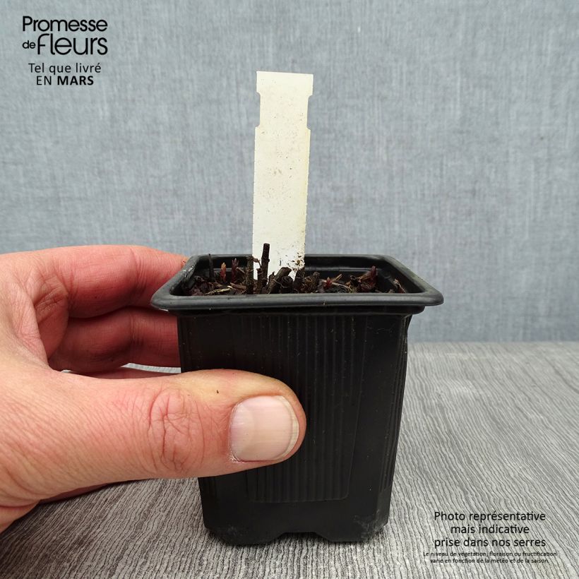 Exemplar von Lysimachia vulgaris - Gewöhnlicher Gilbweiderich Kleine Töpfe von 8/9 cm wie im Winter geliefert