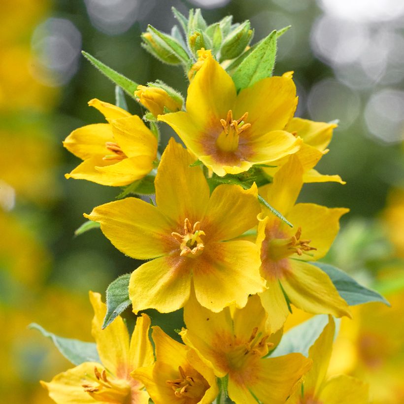 Lysimachia vulgaris - Gewöhnlicher Gilbweiderich (Flowering)