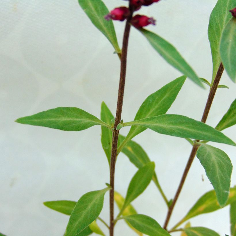 Lysimachia atropurpurea Beaujolais - Purpurroter Gilbweiderich (Foliage)