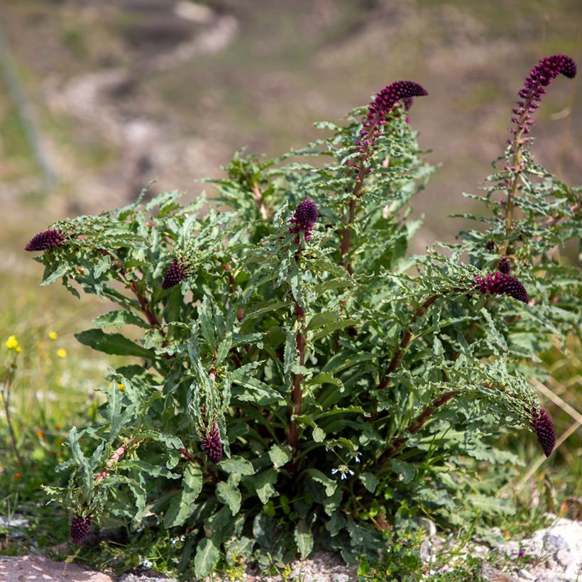 Lysimachia atropurpurea Beaujolais - Purpurroter Gilbweiderich (Plant habit)