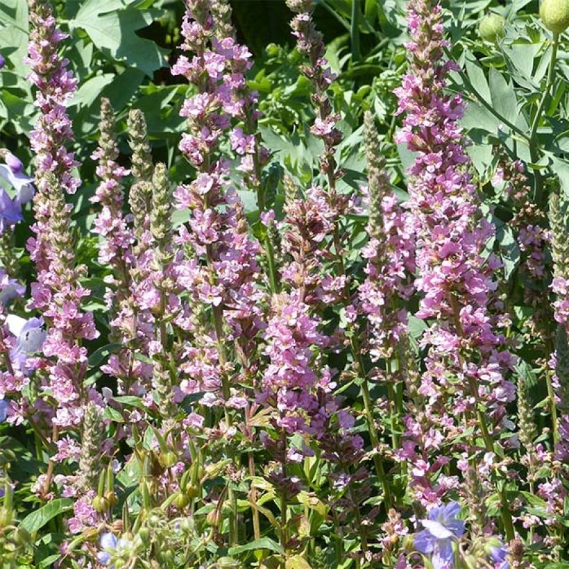 Blut-Weiderich Blush - Lythrum salicaria (Flowering)