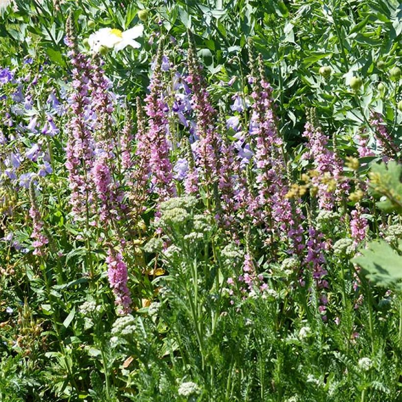 Blut-Weiderich Blush - Lythrum salicaria (Plant habit)