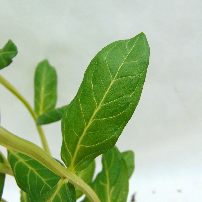 Blut-Weiderich Blush - Lythrum salicaria (Foliage)