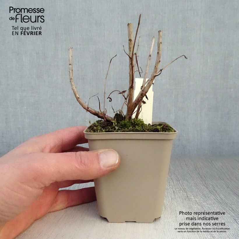 Exemplar von Blut-Weiderich Blush - Lythrum salicaria Kleine Töpfe von 8/9 cm wie im Winter geliefert