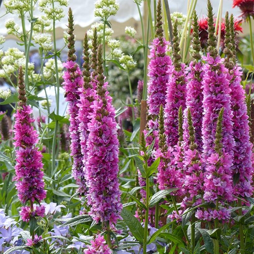 Blut-Weiderich Robert - Lythrum salicaria (Flowering)
