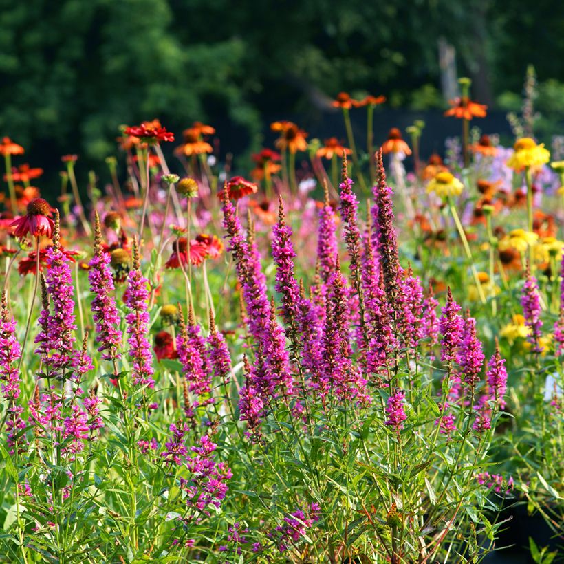 Blut-Weiderich Robert - Lythrum salicaria (Plant habit)