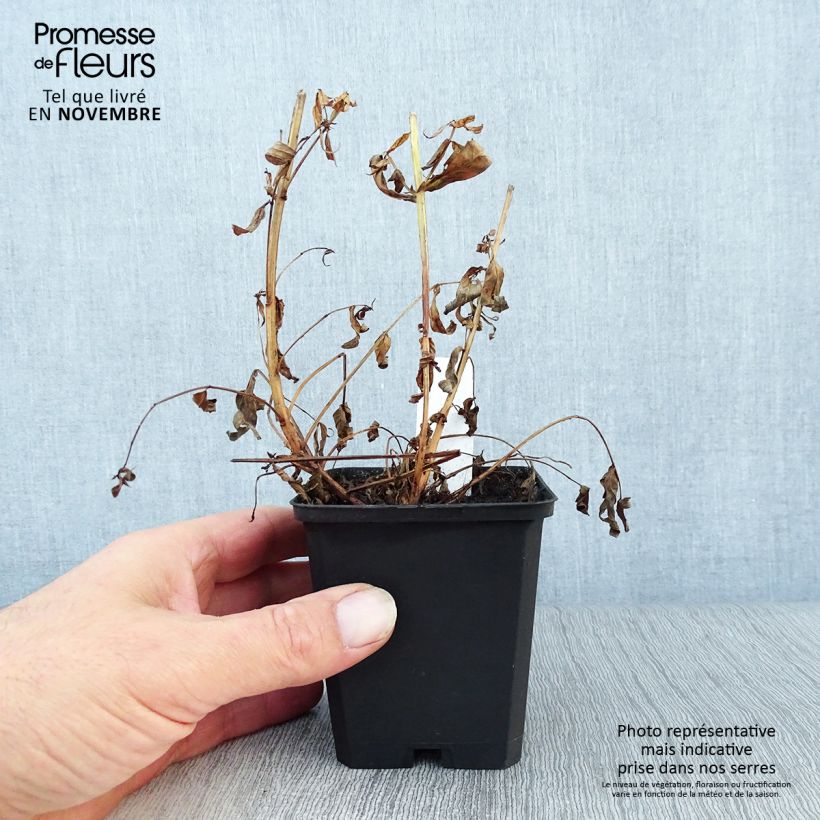 Example of Blut-Weiderich Robert - Lythrum salicaria Kleine Töpfe von 8/9 cm as you get in automne
