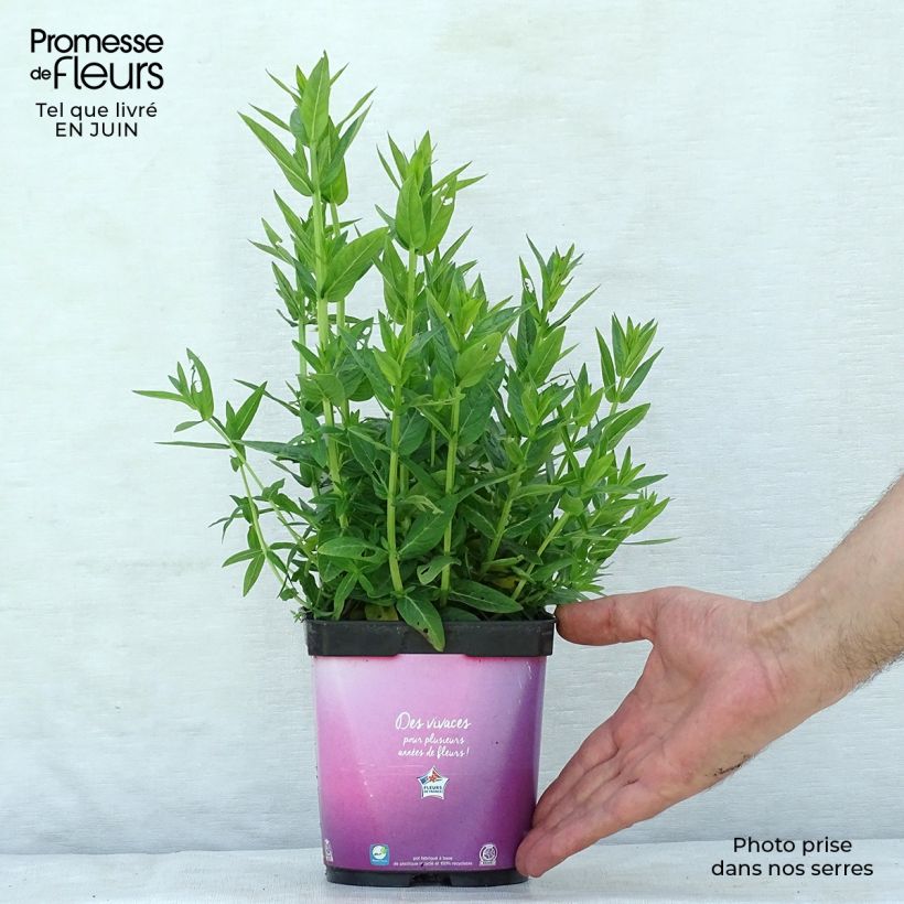 Exemplar von Blut-Weiderich Robert - Lythrum salicaria Topf mit 2L/3L wie im Sommer geliefert