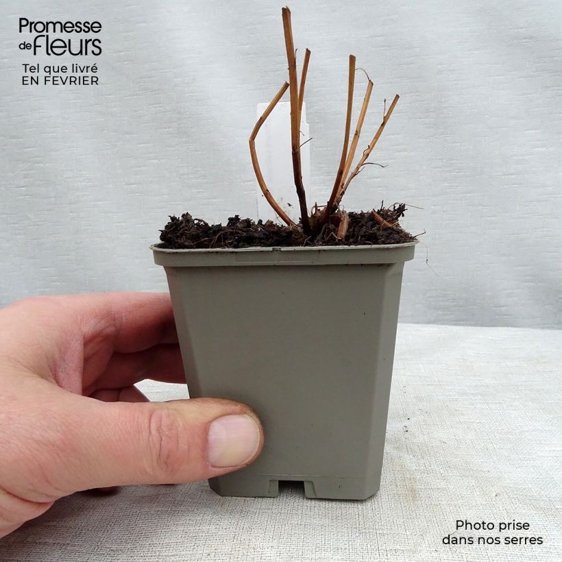 Exemplar von Blut-Weiderich Robert - Lythrum salicaria Kleine Töpfe von 8/9 cm wie im Winter geliefert