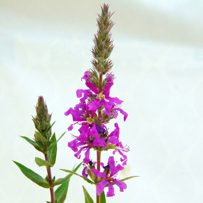 Blut-Weiderich - Lythrum salicaria (Flowering)