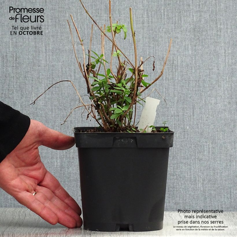 Example of Blut-Weiderich - Lythrum salicaria Topf mit 2L/3L as you get in automne