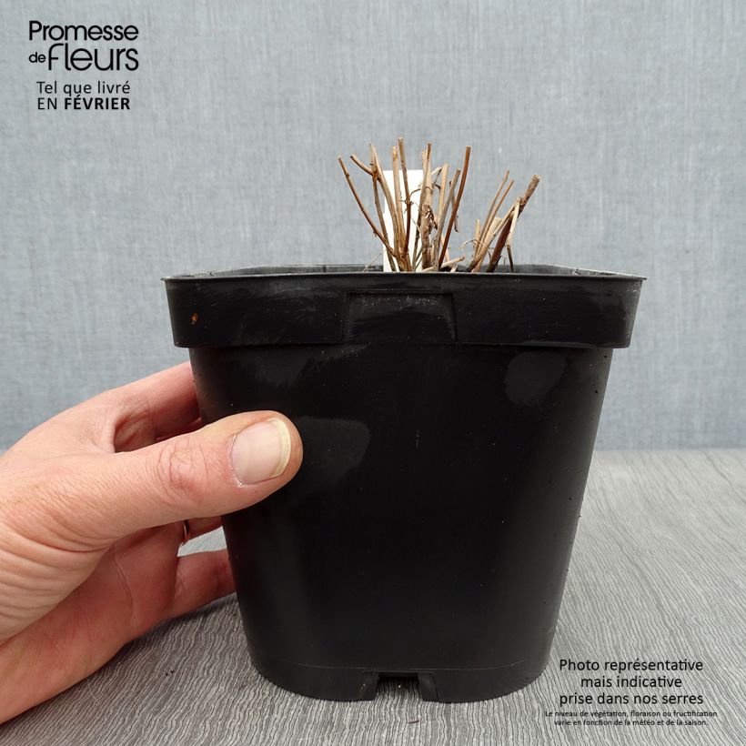 Exemplar von Blut-Weiderich - Lythrum salicaria Topf mit 2L/3L wie im Winter geliefert