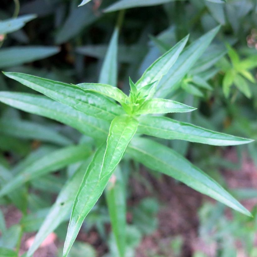 Blut-Weiderich Swirl - Lythrum salicaria (Foliage)