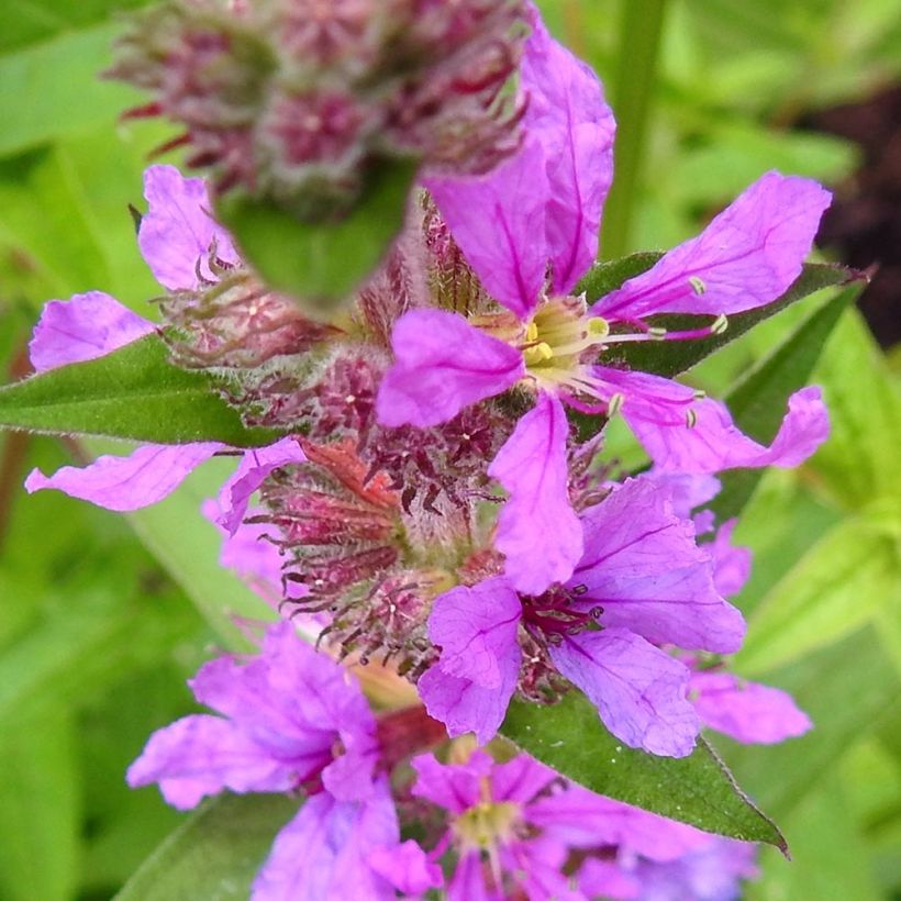 Blut-Weiderich Swirl - Lythrum salicaria (Flowering)