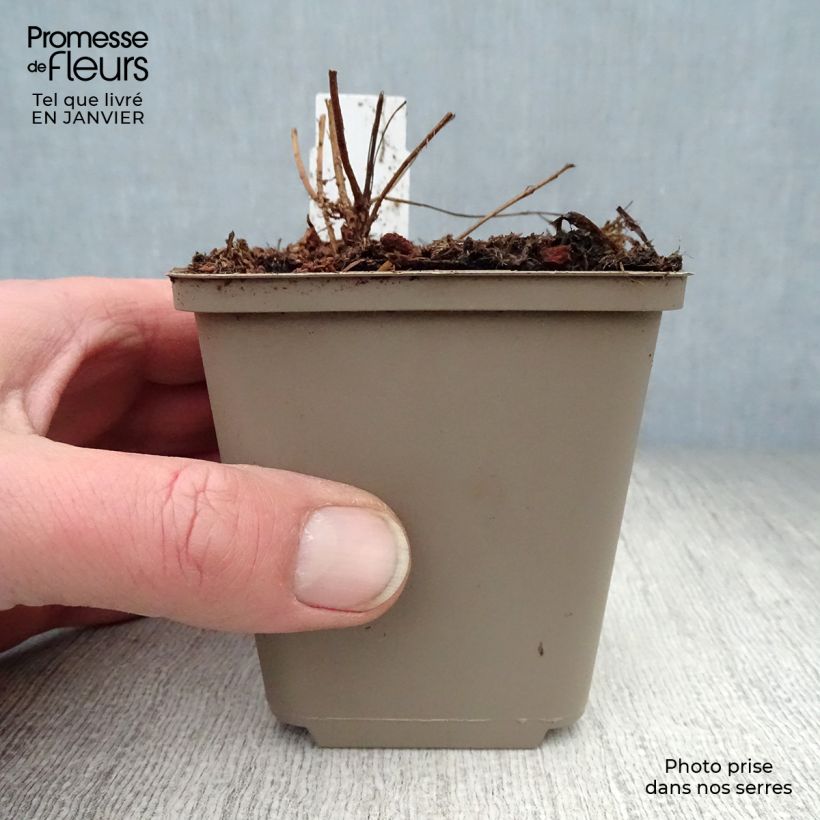 Exemplar von Blut-Weiderich Swirl - Lythrum salicaria Kleine Töpfe von 8/9 cm wie im Winter geliefert