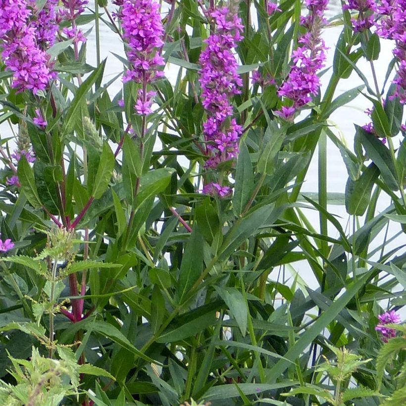 Blut-Weiderich The Beacon - Lythrum salicaria (Foliage)