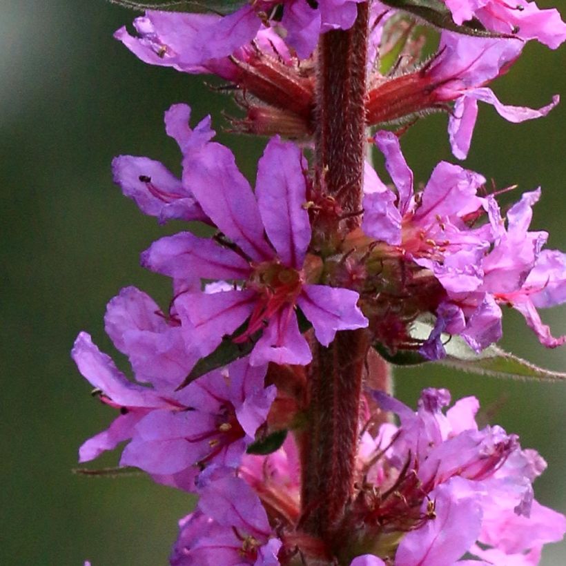 Blut-Weiderich The Beacon - Lythrum salicaria (Flowering)