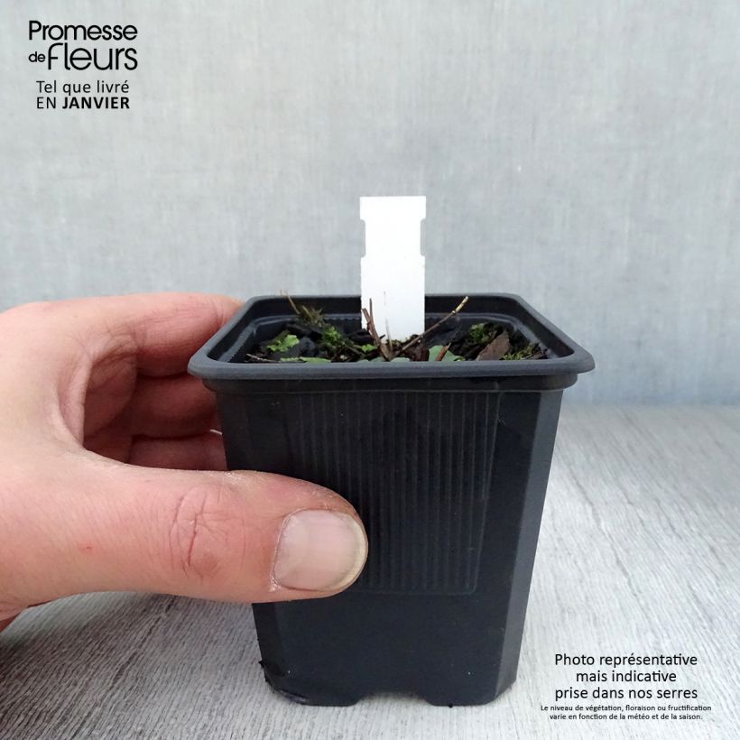 Exemplar von Blut-Weiderich The Beacon - Lythrum salicaria Kleine Töpfe von 8/9 cm wie im Winter geliefert