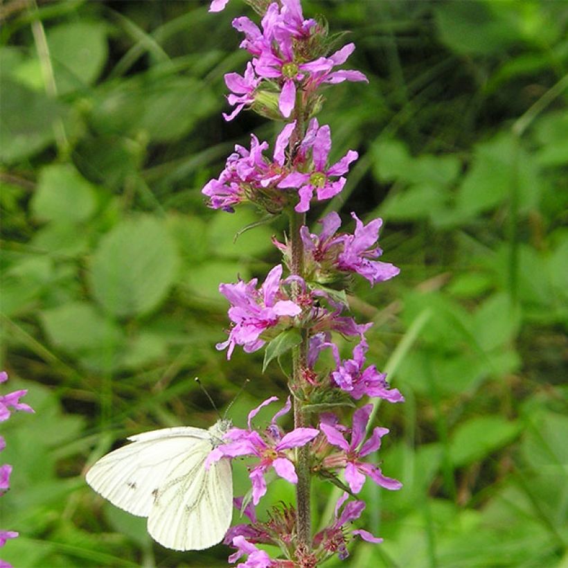 Ruten-Weiderich Dropmore Purple - Lythrum virgatum (Flowering)